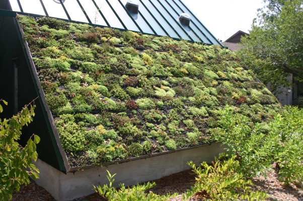 Awesome_Green_Roof.jpg